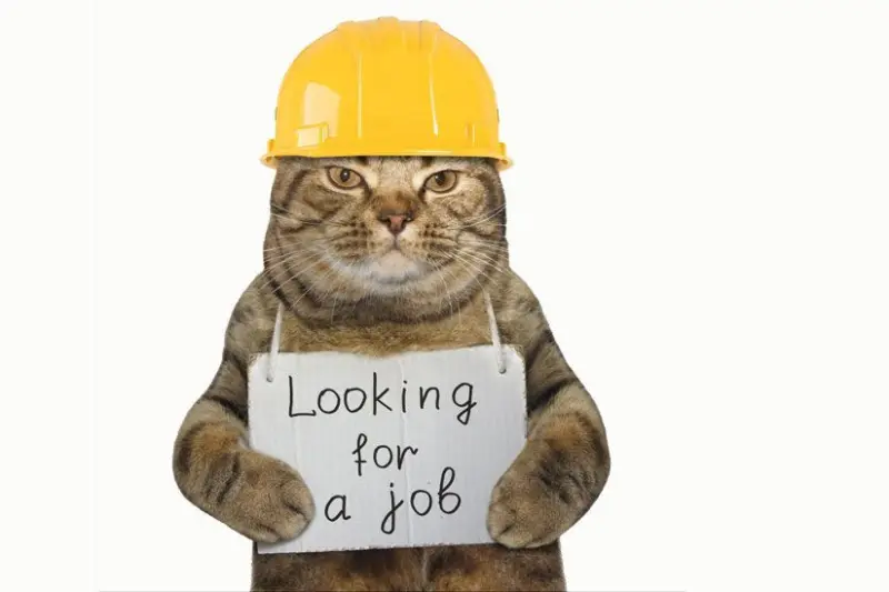 what are government jobs